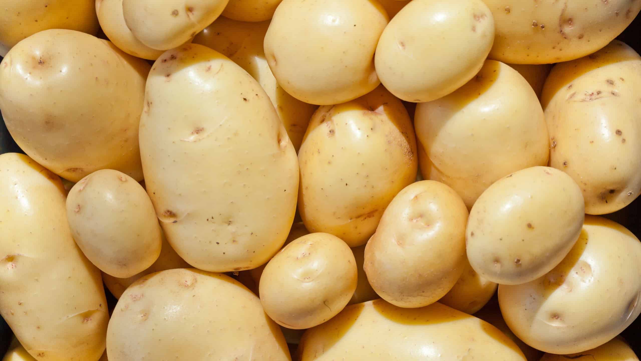 Fresh harvest of Yukon Gold potatoes as a raw food farming agriculture background texture pattern