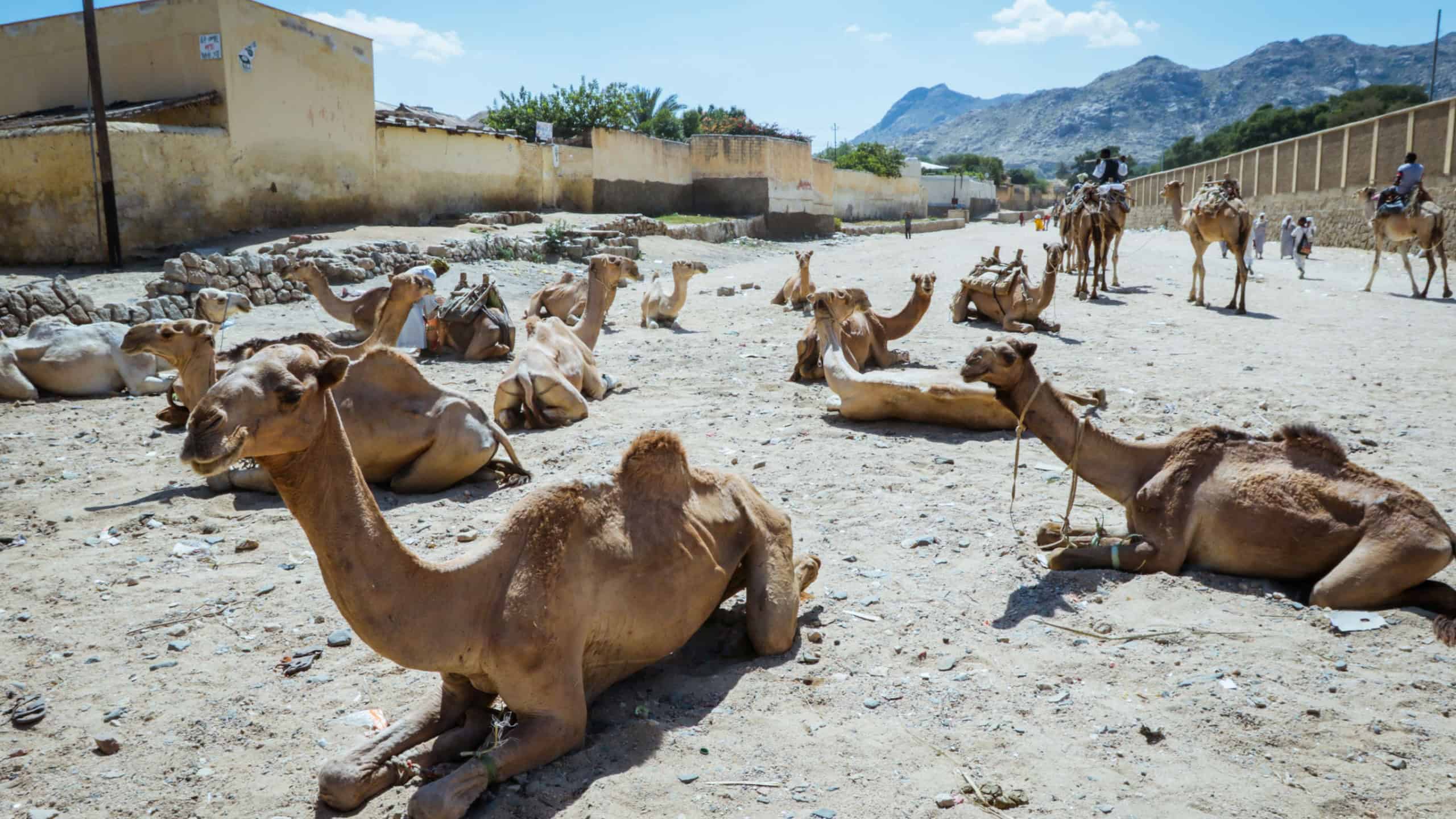 Keren, Eritrea - November 03, 2019: Many Camels on the Aminal Market