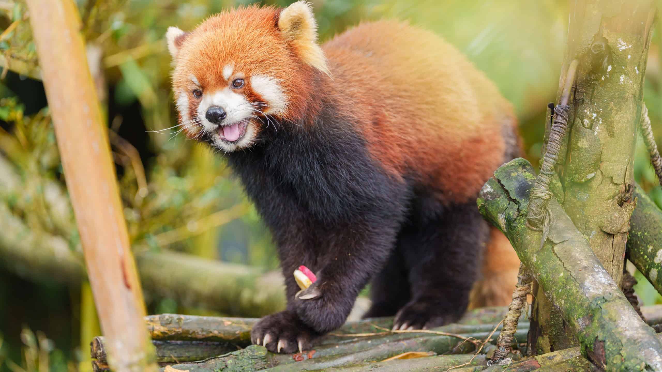 Cute Red Panda, Ailurus fulgens or lesser panda in forest at Chengdu Panda Breeding Research Center Dujiangyan. landmark and popular for tourists attractions in Chengdu, China. Travel and Vacation 