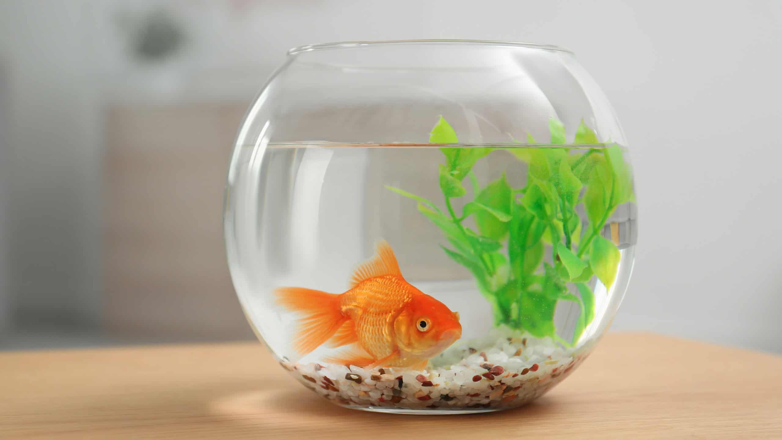 Beautiful bright small goldfish in round glass aquarium on wooden table indoors