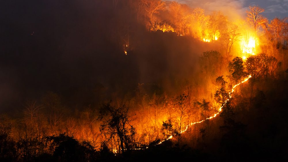 Forest fire, Wildfire burning tree in red and orange color at night in the forest on mountain, North Thailand, Soft focus.