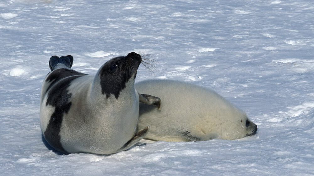HARP SEAL pagophilus groenlandicus, FEMALE WITH PUP STANDING ON ICE FIELD, MAGDALENA ISLAND IN CANADA 