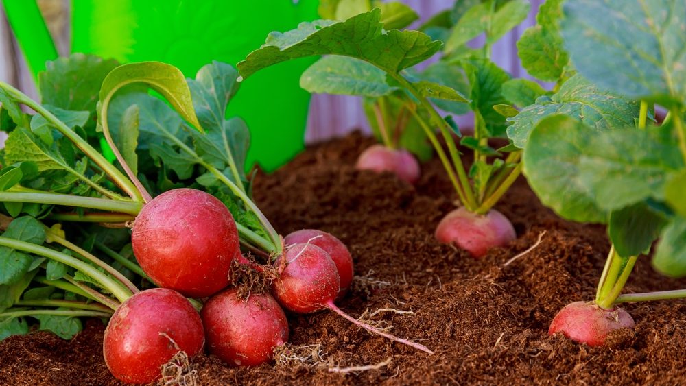 Fresh harvest of radish close-up near the watering can. Radish grows in the ground. Fresh vegetable salad.