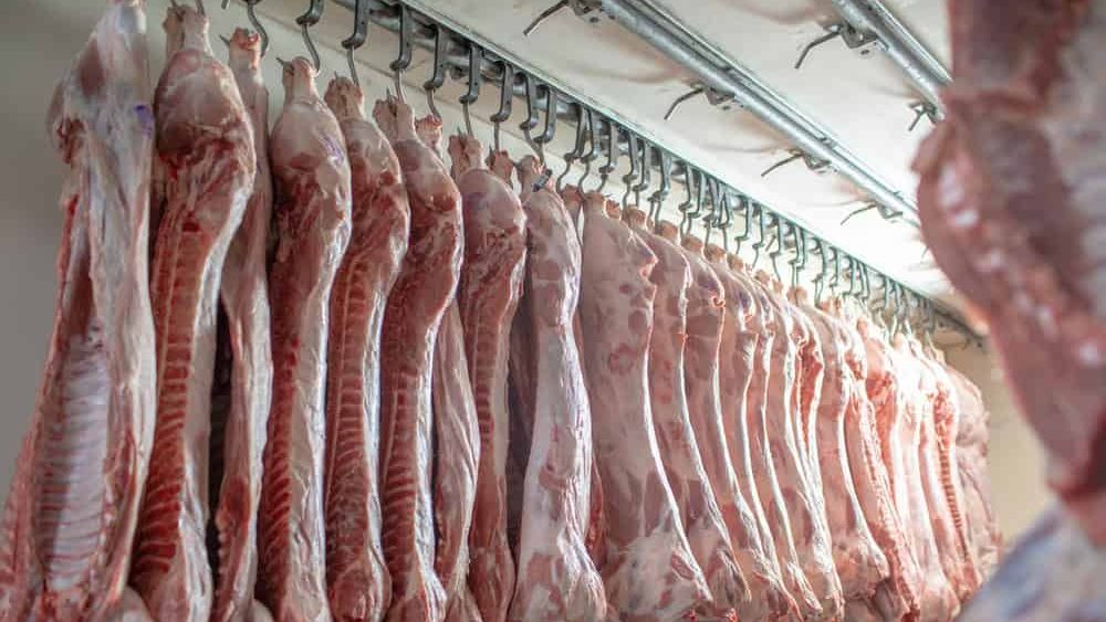 close-up of meat processing in the food industry, the worker cuts raw pig, storage in refrigerator, pork carcasses hanging on hooks in a meat factory