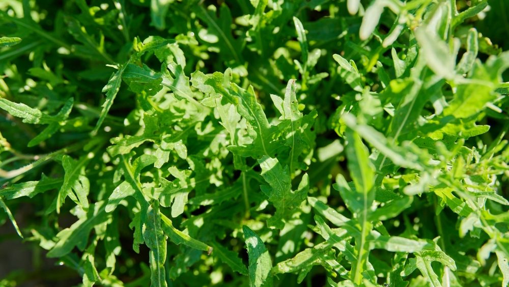 Top view closeup of arugula leaves in sunlight