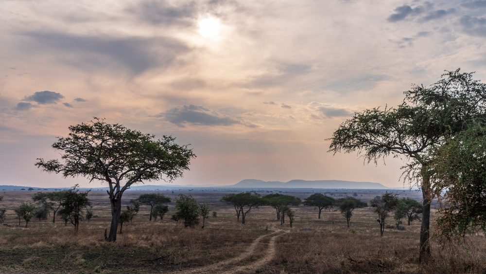 Landscape shot highlighting the vast expanse of the Serengeti National Park in Tanzania