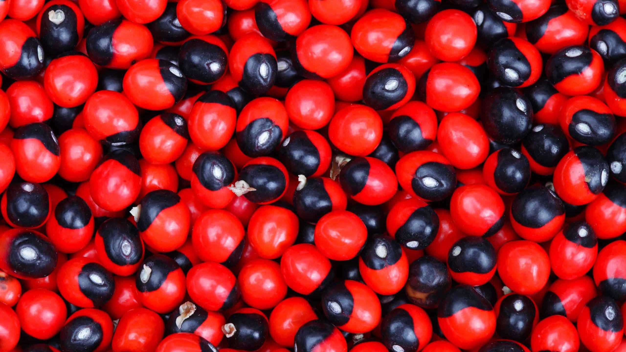 Jequirity seeds red and black for background.