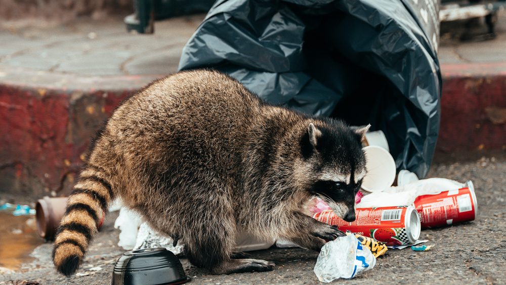 Wild racoon looking for food
