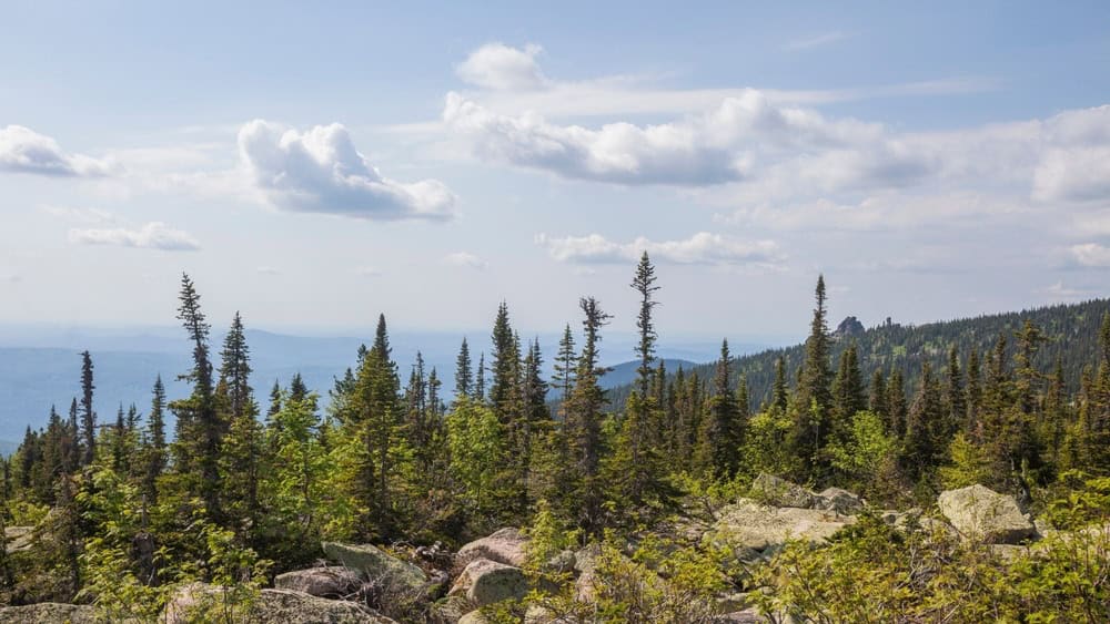Taiga forest in the mountain Shoria. Kemerovo region, Kuzbass, Russia