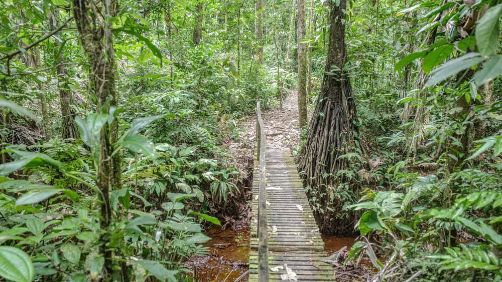 Tambopata, Peru - 28 Nov, 2024: Flooded trails through the Amazon rainforest