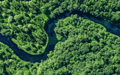 The 10 countries with the largest forests on Earth