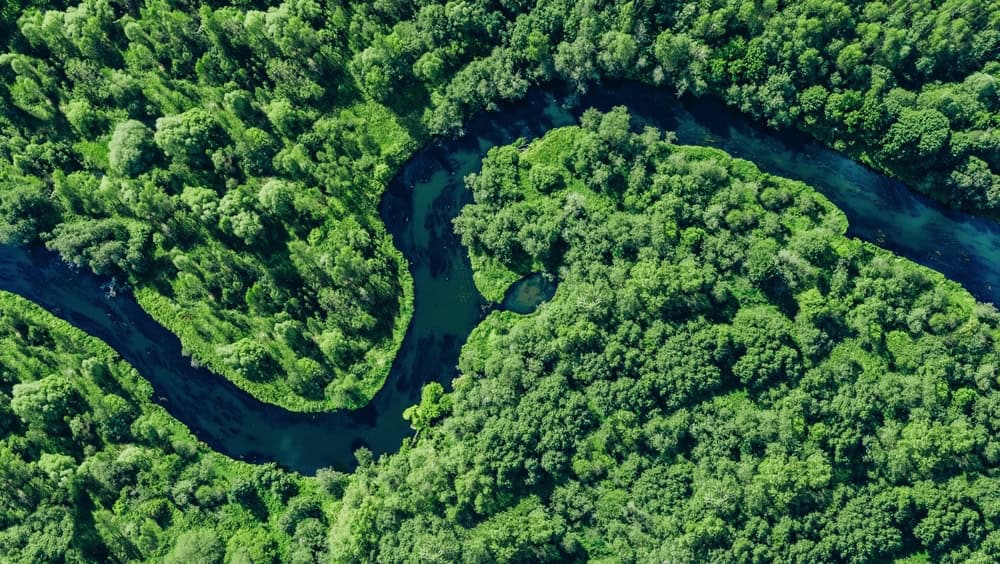 Aerial drone view of blue curved river and green summer woods