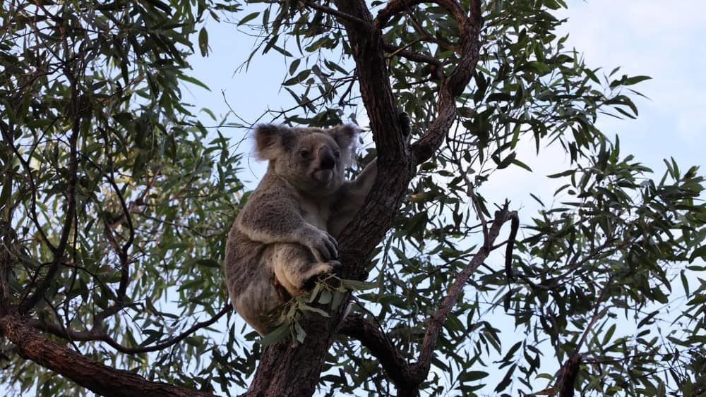 A Koala sits in a tree on Magnetic Island, Australia