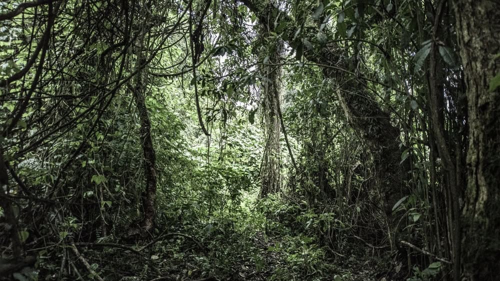 Dense green vegetation thriving in virunga rainforest, democratic republic of the congo