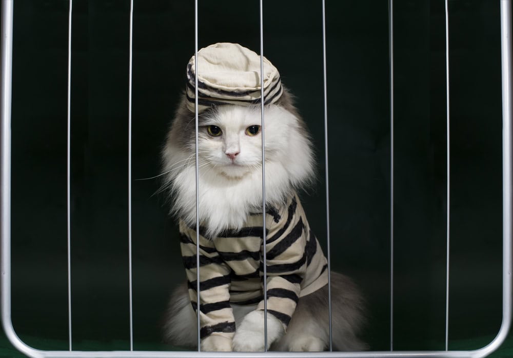 cat criminal behind bars