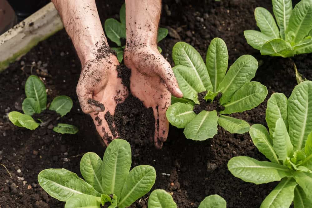 Closeup of dirty hands holding rich black soil above green leafy lettuce plants during school agricultural lesson in greenhouse, demonstrating basic planting practices for organic gardening class