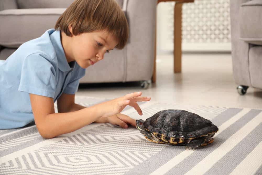 Little boy and cute turtle on floor at home. Domestic pet